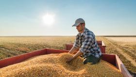 Минсельхоз пока не станет пересматривать прогнозы по урожаю и экспорту зерна